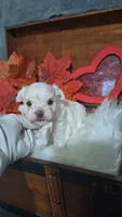 Tiny Timmy, a male Maltese for sale in Calhoun, GA – 7 of 8