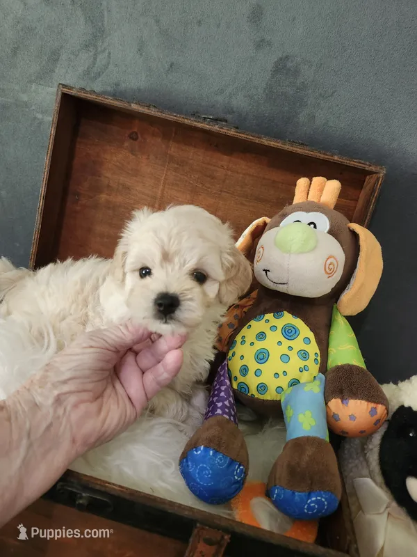 Robby – Maltipoo puppy for sale in Calhoun, GA
