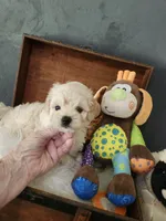 Robby, a male Maltipoo for sale in Calhoun, GA – 2 of 3