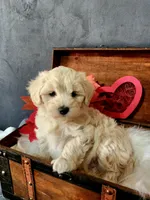 Lou, a male Maltese and Poodle - Miniature  for sale in Calhoun, GA – 2 of 8