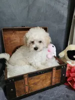 Kev, a male Maltese and Poodle - Miniature  for sale in Calhoun, GA – 3 of 5