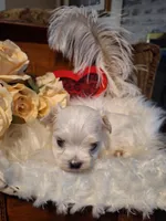 Jolene AKC, a female Maltese for sale in Calhoun, GA – Photo 3 of 6