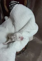 Jolene AKC, a female Maltese for sale in Calhoun, GA – Photo 6 of 6