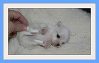 Jolene AKC, a female Maltese for sale in Calhoun, GA – Photo 4 of 6