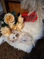 Jolene AKC, a female Maltese for sale in Calhoun, GA – Photo 1 of 6