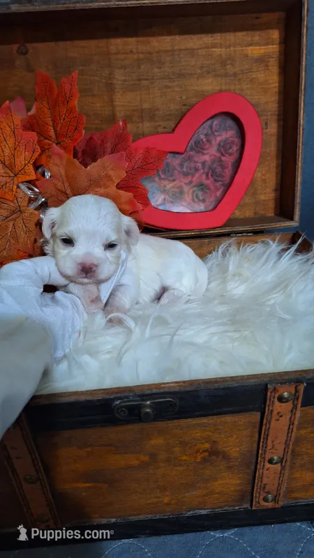 AKC Bradly – Maltese puppy for sale in Calhoun, GA