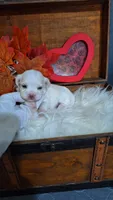 AKC Bradly, a male Maltese for sale in Calhoun, GA – 1 of 4