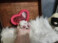 Christy, a female Maltese for sale in Calhoun, GA – 3 of 6