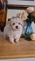 Dexter, a male Maltipoo and Maltese for sale in Calhoun, GA – 5 of 5