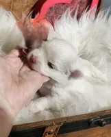 Tiny Jo Jo , a female Maltipoo and Maltese for sale in Calhoun, GA – 4 of 4
