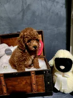 Rusty, a male Poodle - Toy  for sale in Calhoun, GA – 4 of 4