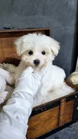 Leo, a male Maltese for sale in Calhoun, GA – 4 of 4