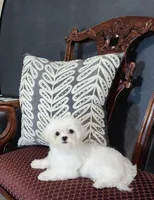Lana AKC, a female Maltese for sale in Calhoun, GA – Photo 1 of 4