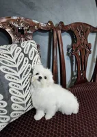 Lana AKC, a female Maltese for sale in Calhoun, GA – Photo 2 of 4