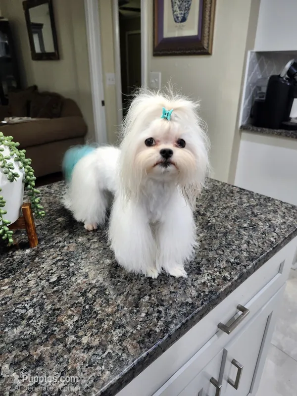 Yoko AKC – Maltese puppy for sale in Calhoun, GA