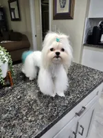 Yoko AKC, a male Maltese for sale in Calhoun, GA – 1 of 4