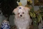 Jon Jon AKC, a male Maltese for sale in Calhoun, GA – Photo 5 of 5