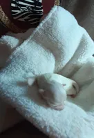 Matt AKC, a male Maltese for sale in Calhoun, GA – Photo 2 of 2