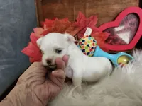 Madison, a female Maltese for sale in Calhoun, GA – 4 of 4