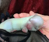 Snoopy, a male Maltese for sale in Calhoun, GA – Photo 3 of 4