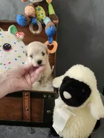 Kevin, a male Maltipoo for sale in Calhoun, GA – 1 of 4