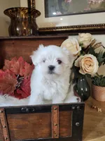 Tiny Christy, a female Maltese for sale in Calhoun, GA – 3 of 5