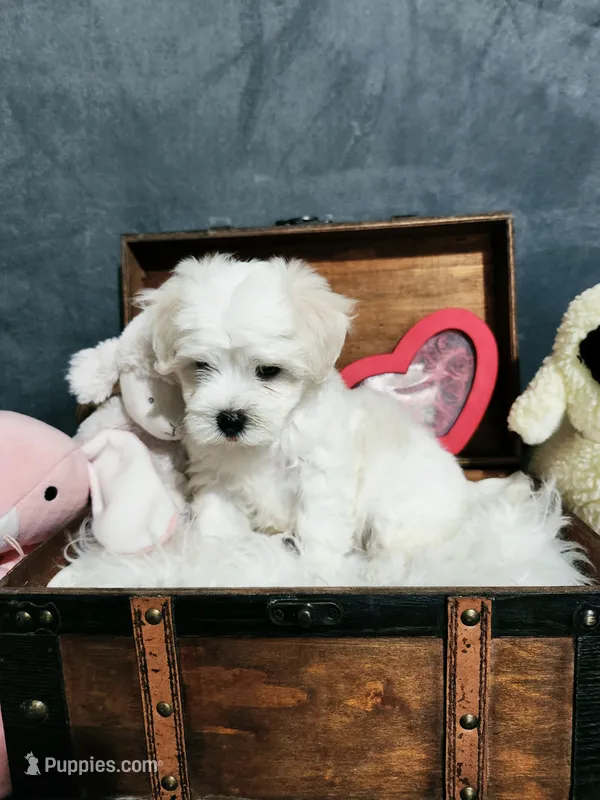 Missie – Maltese puppy for sale in Calhoun, GA