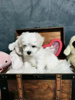 Missie, a female Maltese for sale in Calhoun, GA – 2 of 4
