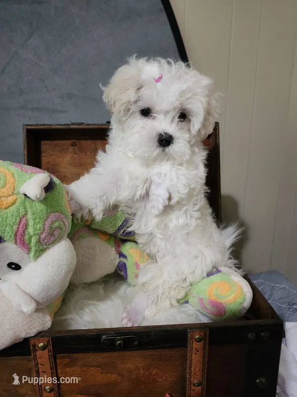 Kiki Dream, a female Maltese for sale in Calhoun, GA – 1 of 2