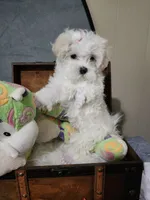 Kiki Dream, a female Maltese for sale in Calhoun, GA – 1 of 2
