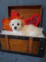 Blossom 🌸 🌼 , a female Maltipoo for sale in Calhoun, GA – Photo 4 of 8