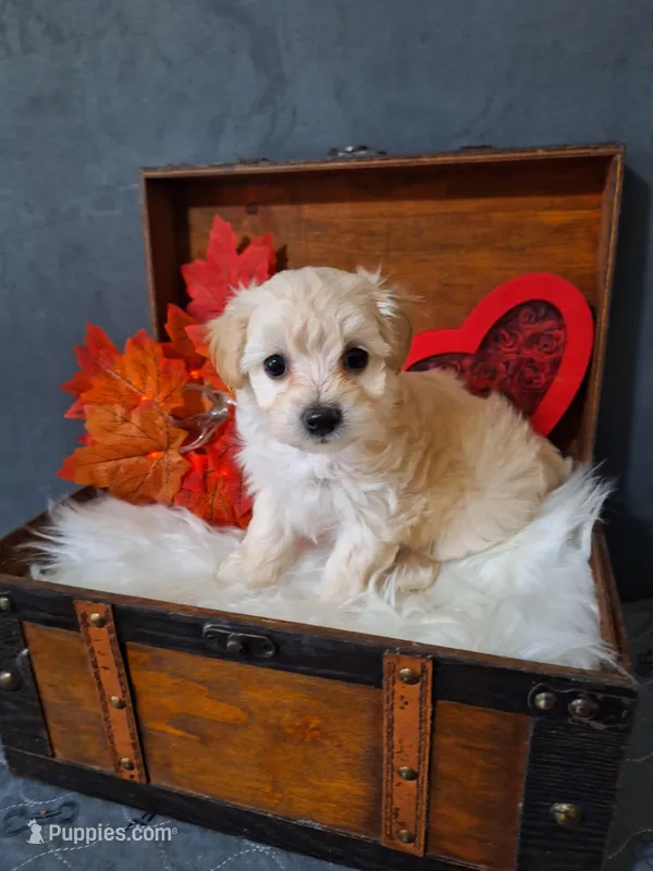 Blossom 🌸 🌼  – Maltipoo puppy for sale in Calhoun, GA