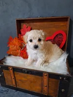 Blossom 🌸 🌼 , a female Maltipoo for sale in Calhoun, GA – Photo 1 of 8