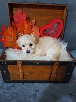 Blossom 🌸 🌼 , a female Maltipoo for sale in Calhoun, GA – Photo 7 of 8