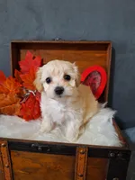 Blossom 🌸 🌼 , a female Maltipoo for sale in Calhoun, GA – Photo 3 of 8