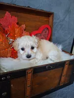 Blossom 🌸 🌼 , a female Maltipoo for sale in Calhoun, GA – Photo 8 of 8