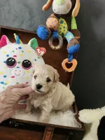 Bayley, a male Maltipoo for sale in Calhoun, GA – 1 of 4