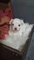 Mr.Good Lookin, a male Maltese for sale in Calhoun, GA – 2 of 3