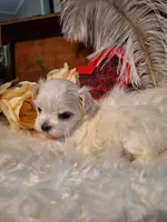 Lana AKC, a female Maltese for sale in Calhoun, GA – Photo 6 of 7