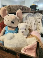 Lana AKC, a female Maltese for sale in Calhoun, GA – Photo 1 of 7