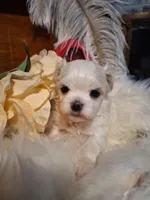 Lana AKC, a female Maltese for sale in Calhoun, GA – Photo 5 of 7