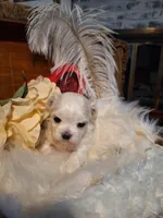 Lana AKC, a female Maltese for sale in Calhoun, GA – Photo 4 of 7