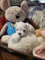 Lana AKC, a female Maltese for sale in Calhoun, GA – Photo 3 of 7