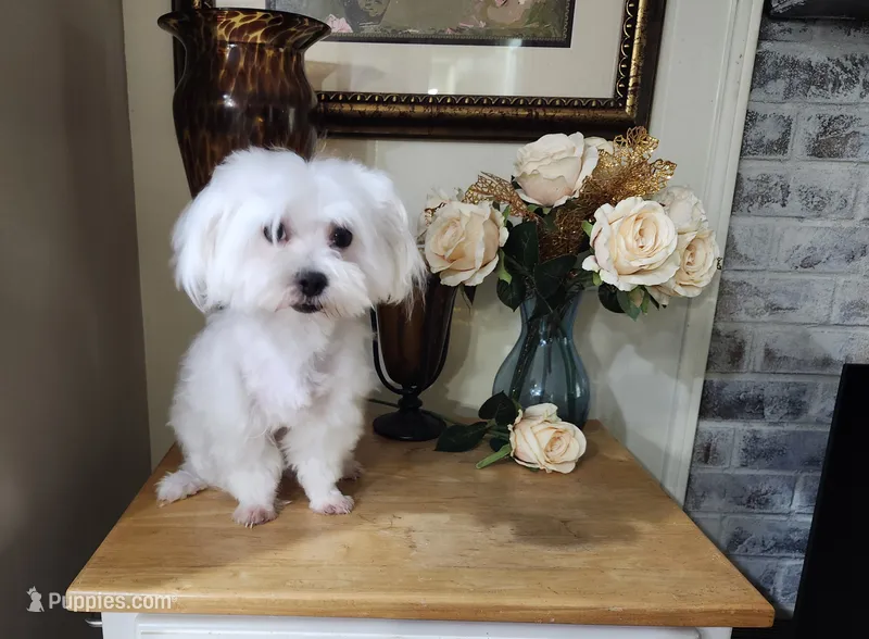 Jazz – Maltese puppy for sale in Calhoun, GA