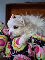 Alba's Dream on hold, a female Maltese for sale in Calhoun, GA – Photo 2 of 7