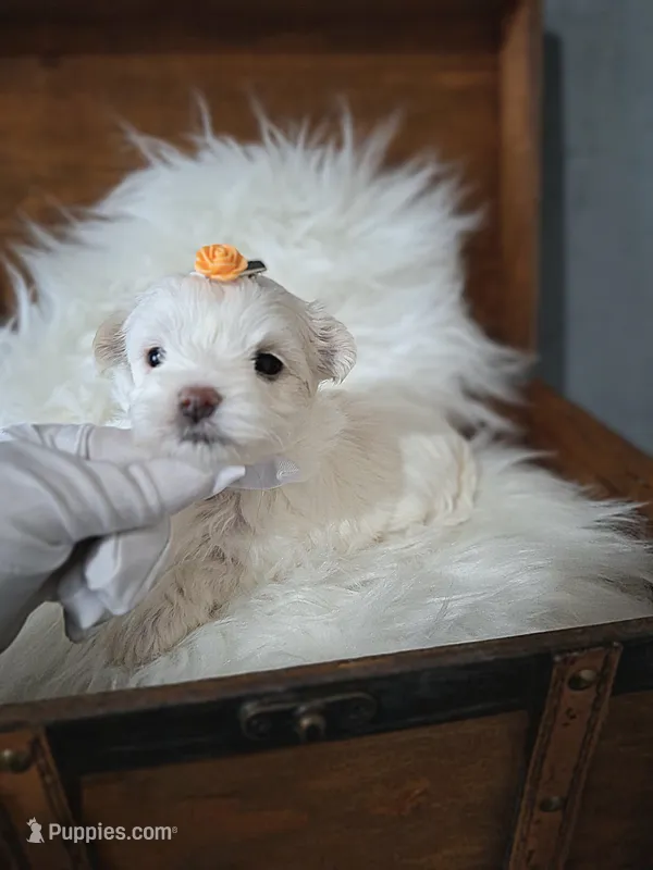 Alba's Dream on hold