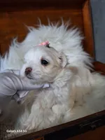 Alba's Dream on hold, a female Maltese for sale in Calhoun, GA – Photo 3 of 7