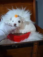Alba's Dream on hold, a female Maltese for sale in Calhoun, GA – Photo 6 of 7