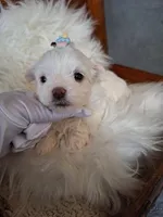 Alba's Dream on hold, a female Maltese for sale in Calhoun, GA – Photo 5 of 7