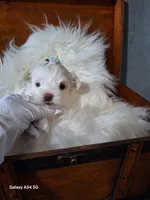 Alba's Dream on hold, a female Maltese for sale in Calhoun, GA – Photo 4 of 7